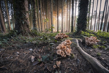 mushrooms arbuscular brown tree trunk on forest during daytime