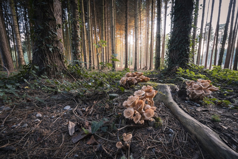 mushrooms arbuscular brown tree trunk on forest during daytime