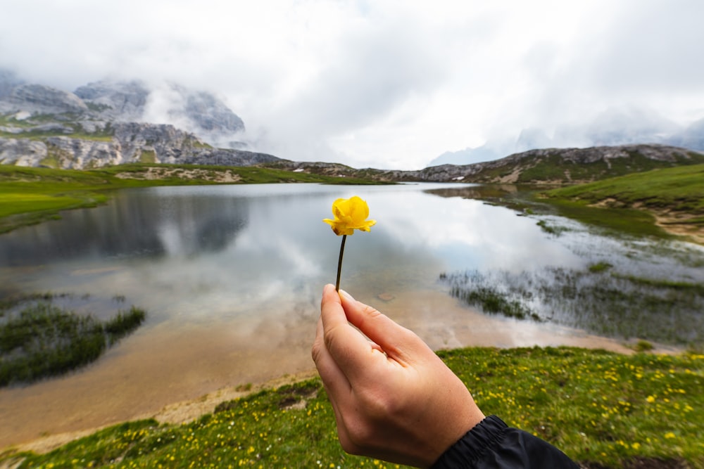 Persona sosteniendo una flor amarilla cerca del lago durante el día