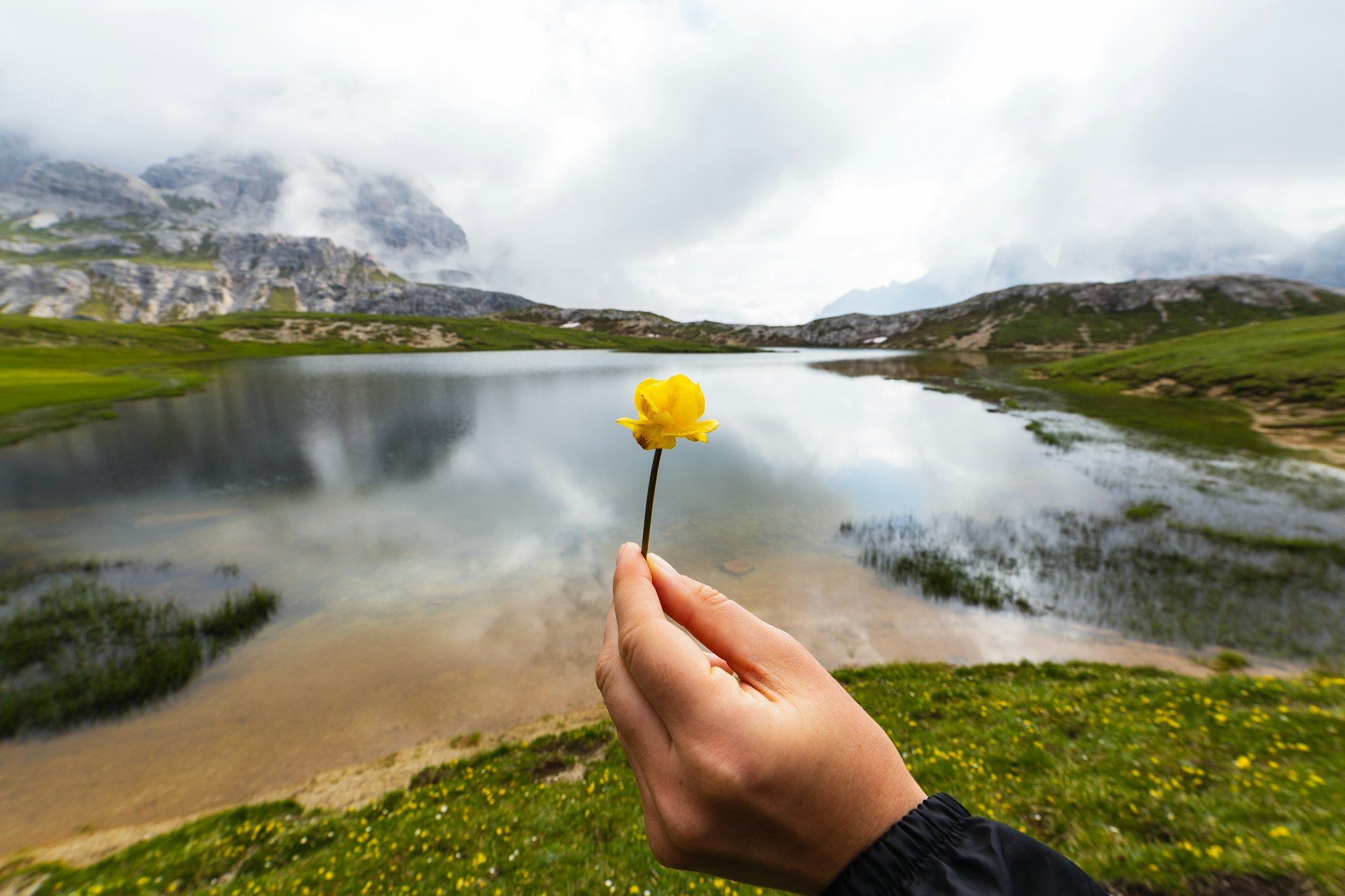 person holding yellow flower near lake during daytime