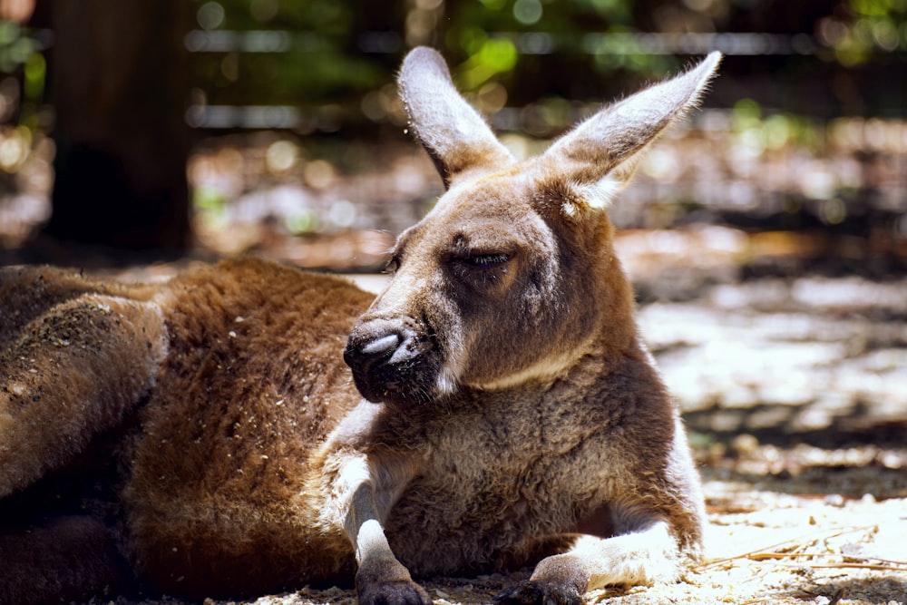 brown kangaroo lying on ground during daytime