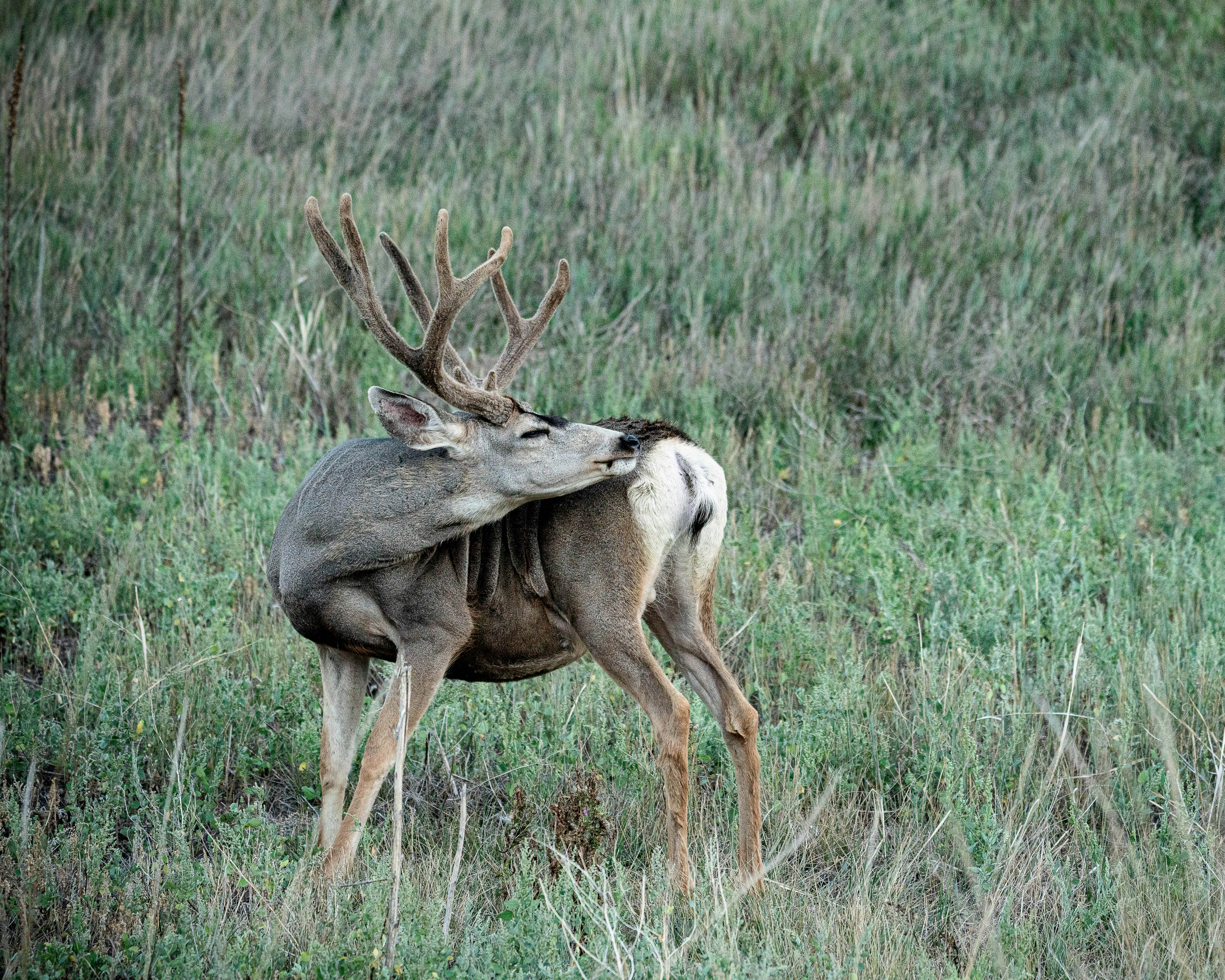 brown deer on green grass field during daytime