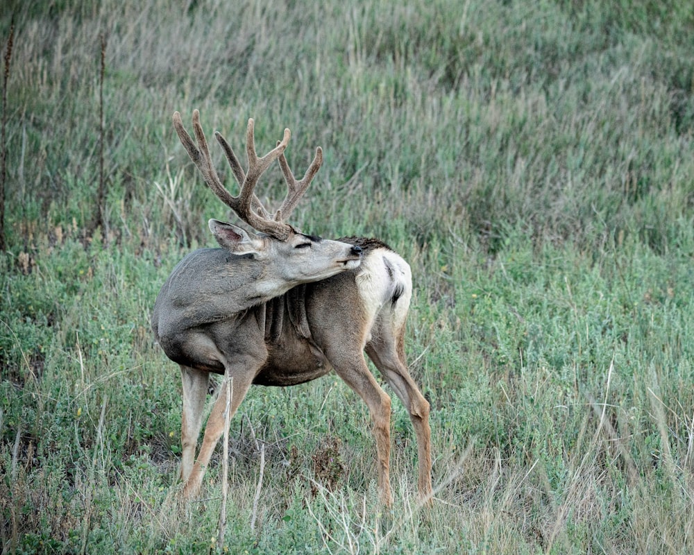 brown deer on green grass field during daytime