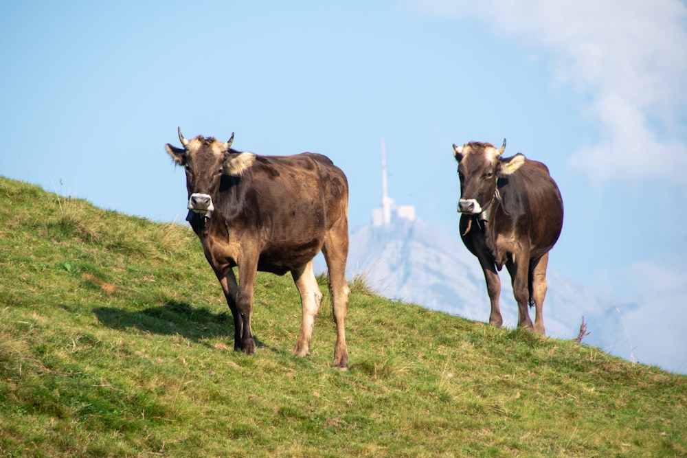 brown cow on green grass field during daytime