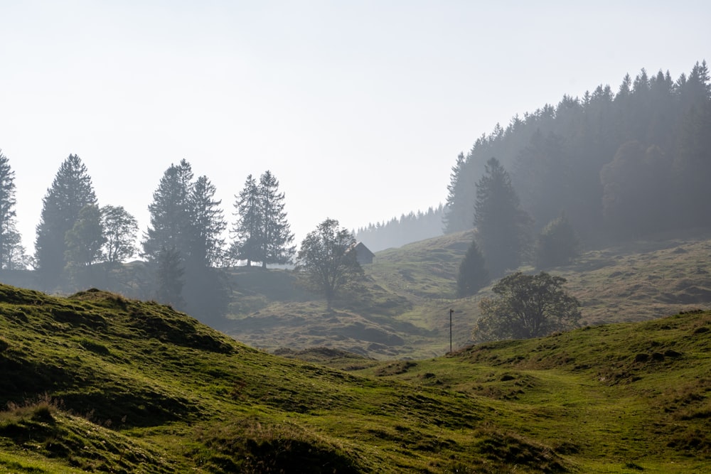 green grass field and trees during foggy day