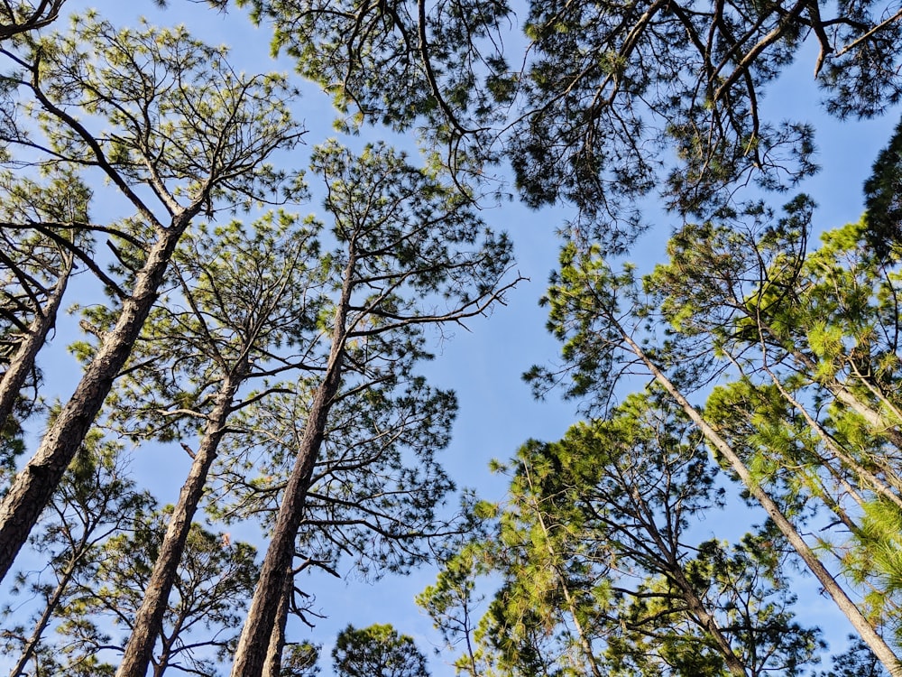 green and brown trees under blue sky during daytime