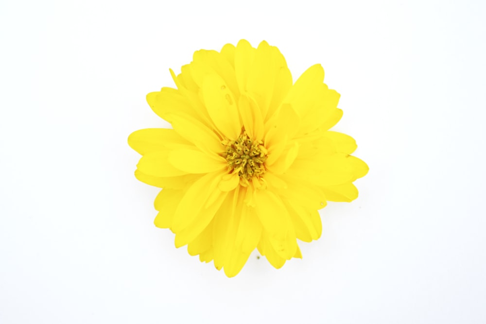 yellow flower with white background