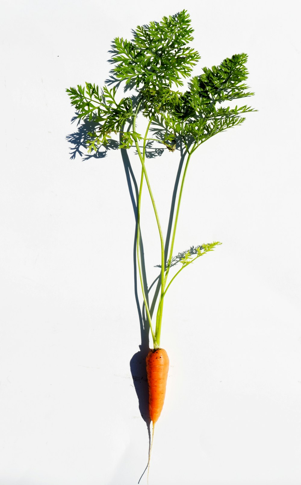 green plant on white background