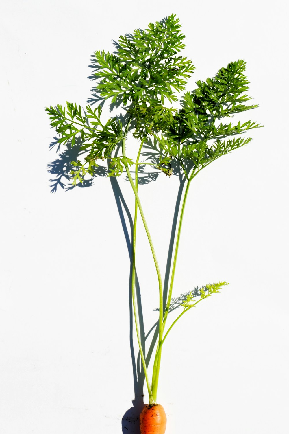 green plant with white background