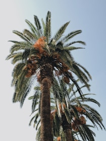 A panoramic view of the lush green date palm oasis under a clear blue sky.