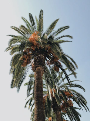 A serene view of date palm trees lined up in a modern agricultural farm under clear blue sky
