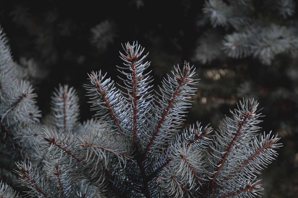 green and brown plant in close up photography