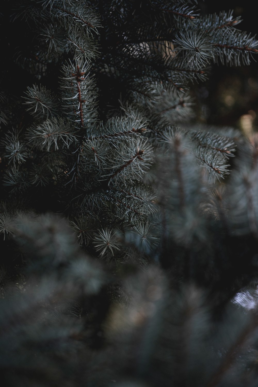 green pine tree with snow