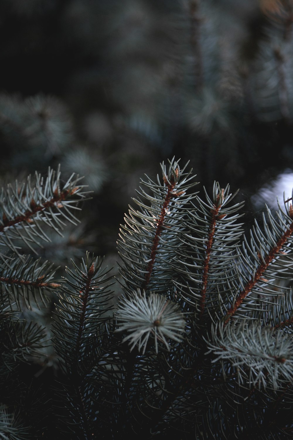 white and brown pine tree