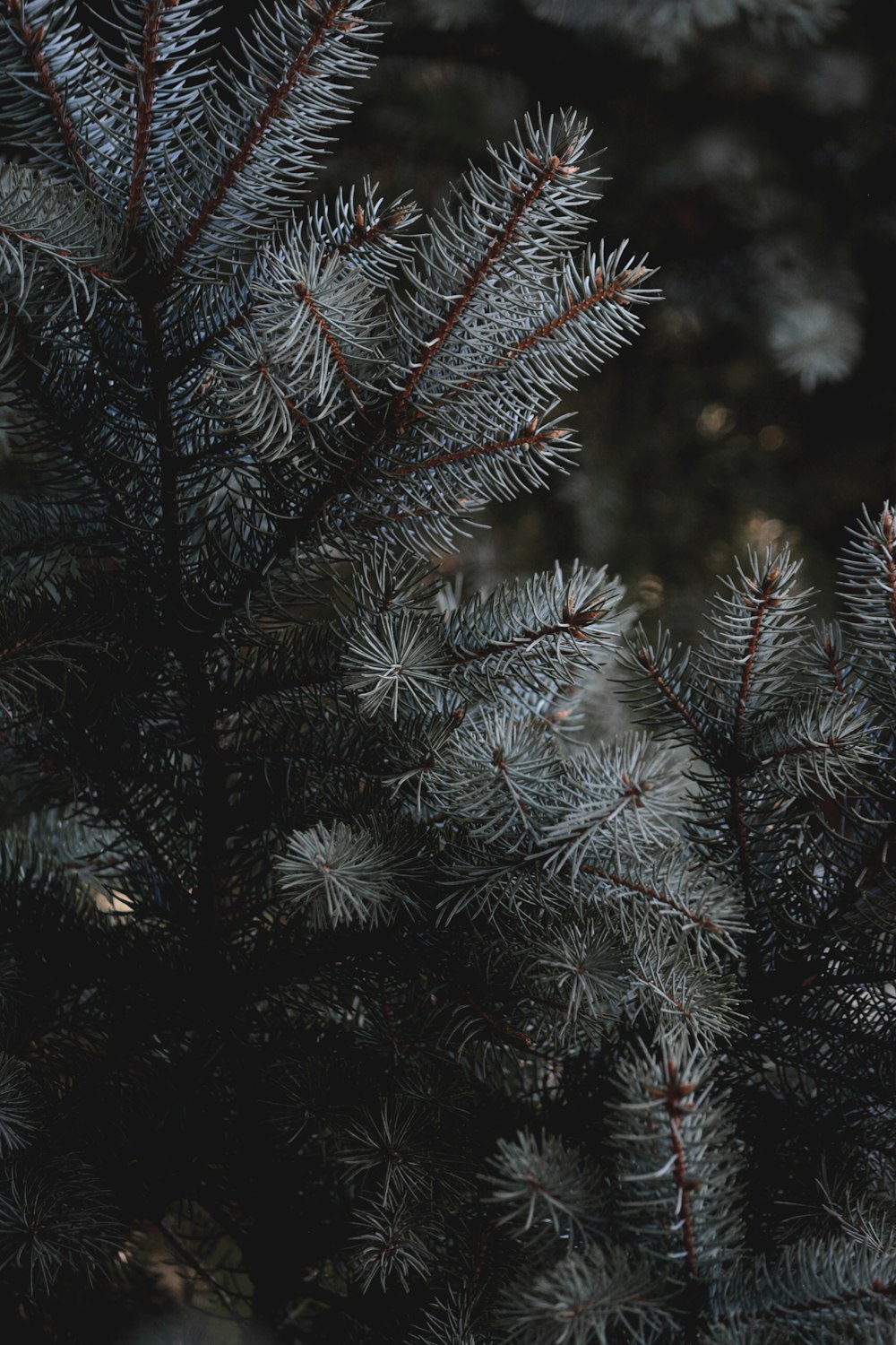 green pine tree covered with snow