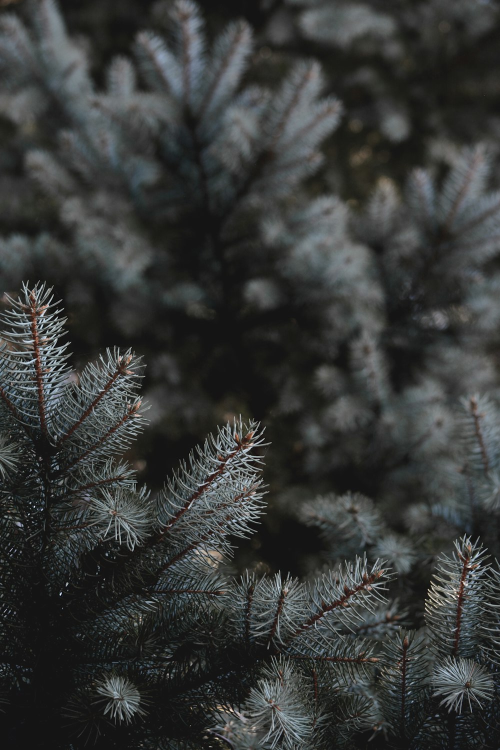 green pine tree covered with snow