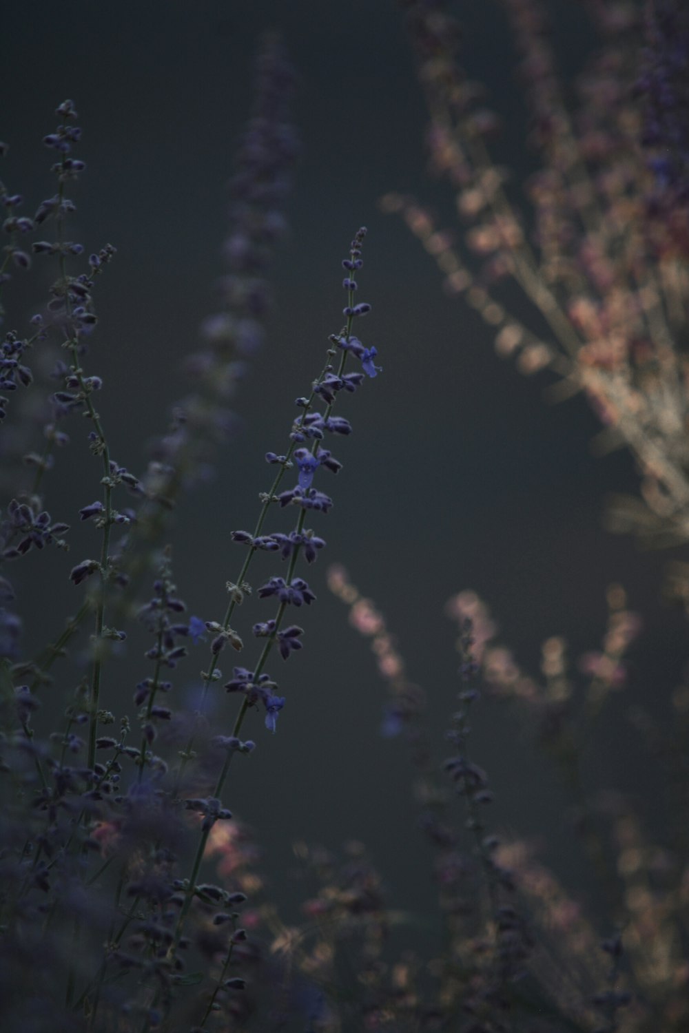 weiße und braune Lichterketten