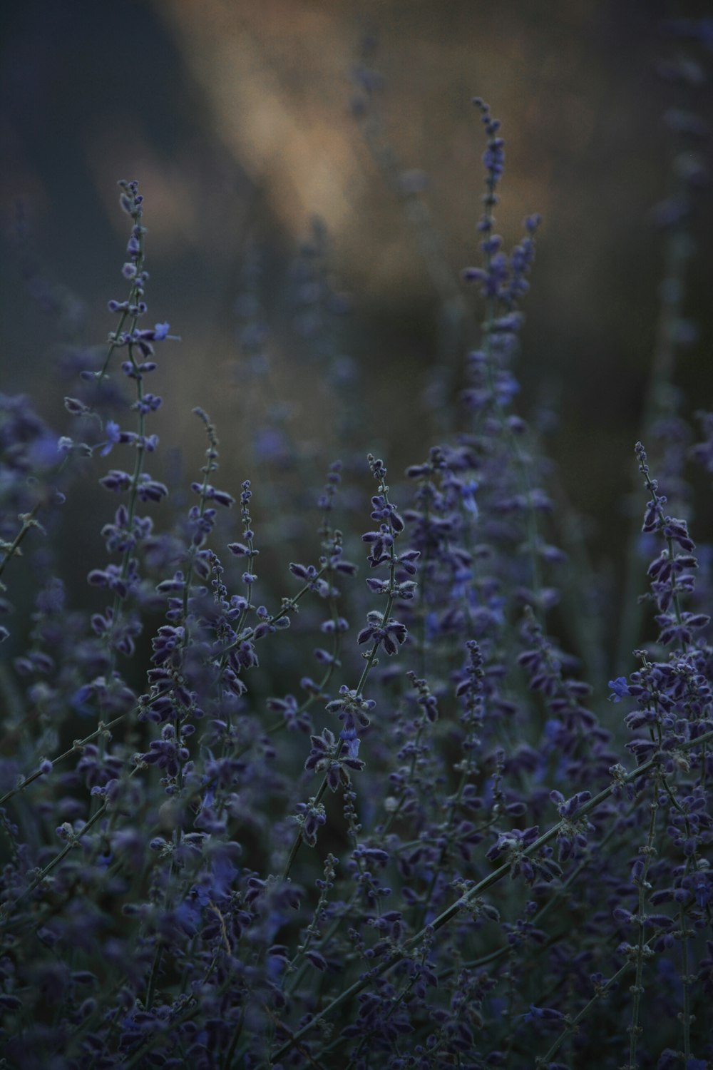 Weiße Blumen in der Tilt Shift-Linse