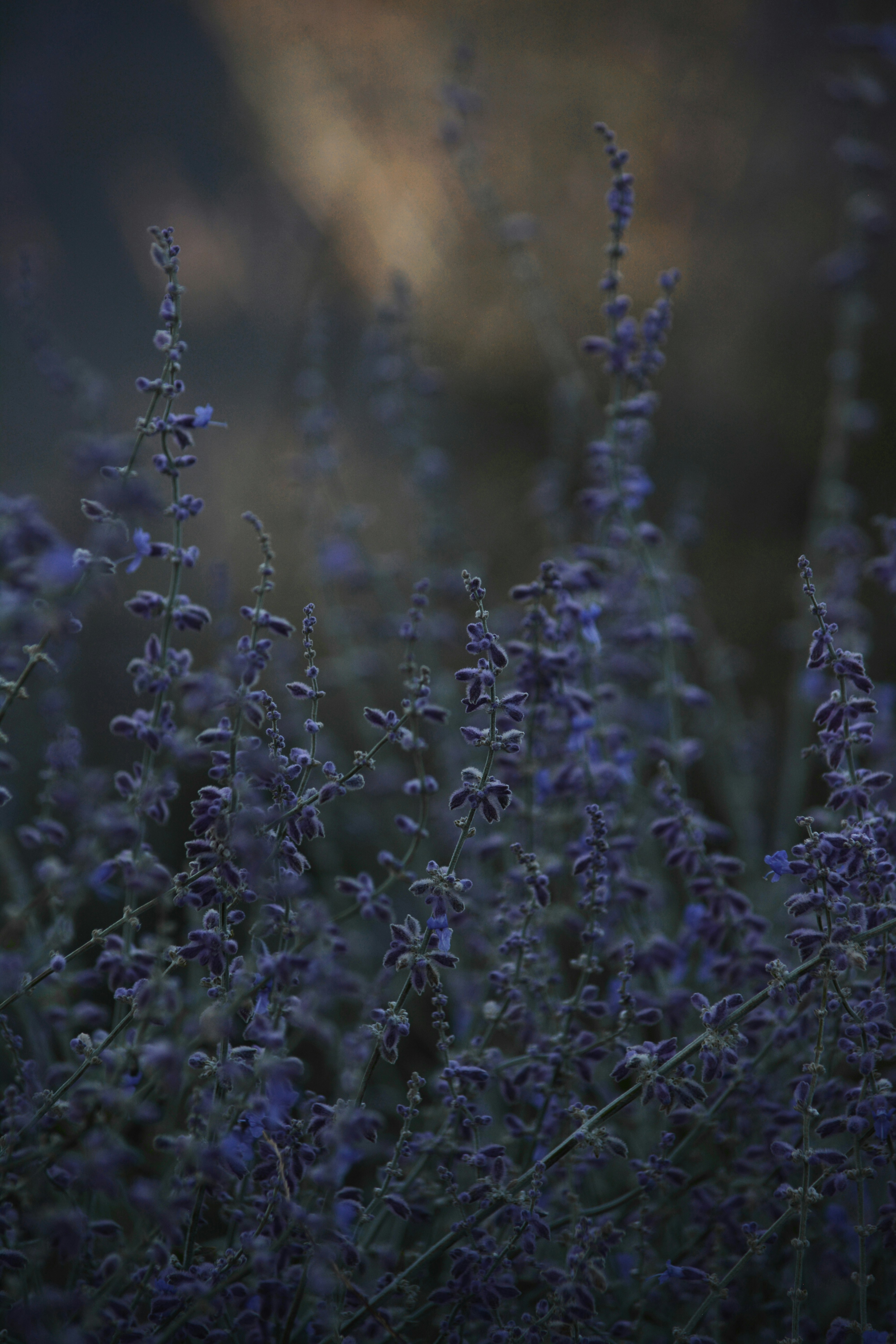 white flowers in tilt shift lens