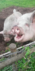 Piglets playing in a clean, well-maintained pigsty.