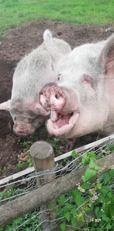 Two pigs are playfully interacting near a wooden fence, with one pig appearing to smile or enjoy itself. The ground is muddy, suggesting they are in a farm or rural setting. Green foliage and grass can be seen around the fence.