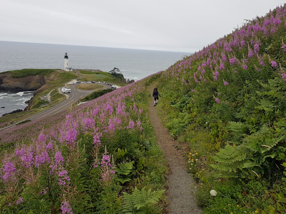 purple flower field near body of water during daytime