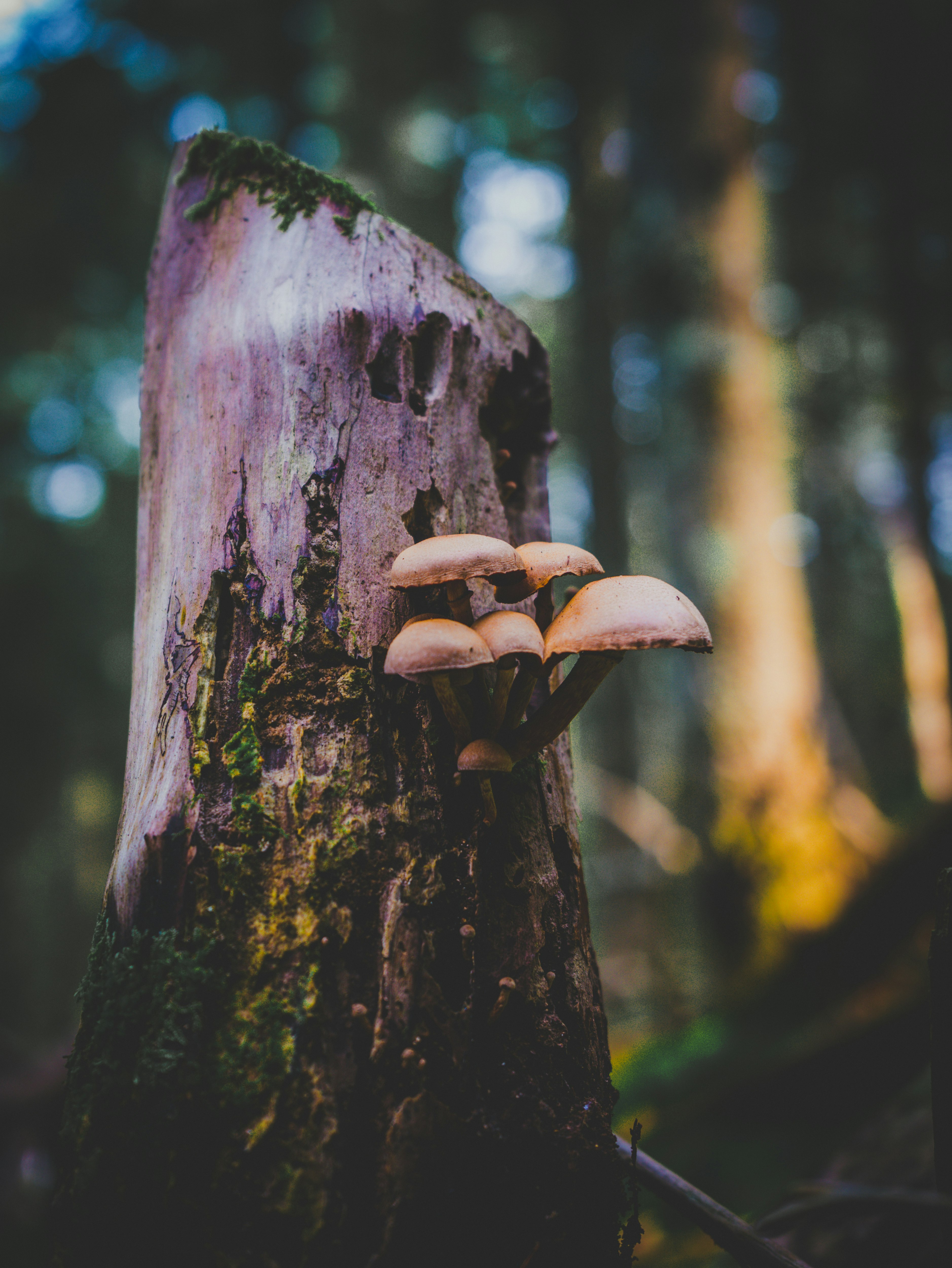 brown tree trunk with white mushrooms