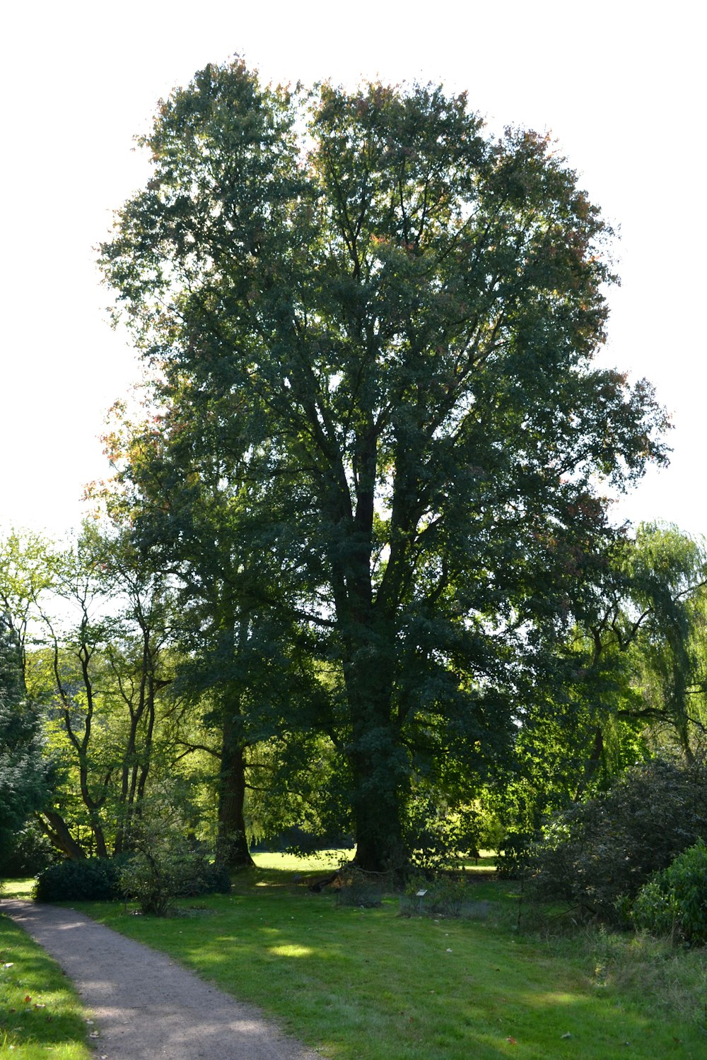 green trees under white sky during daytime