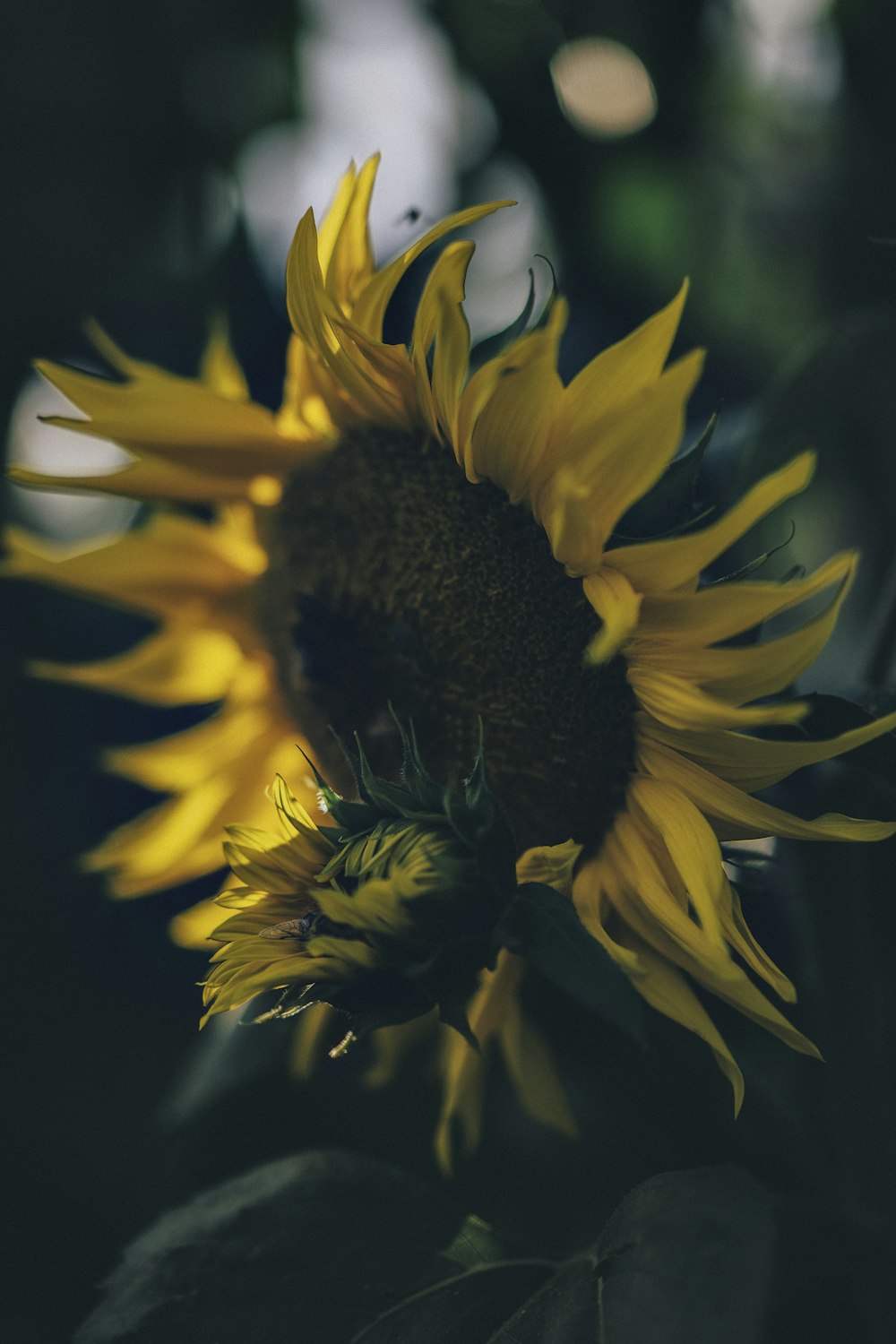 yellow sunflower in bloom during daytime