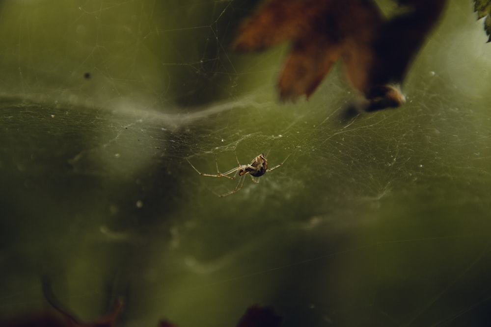 brown spider on spider web