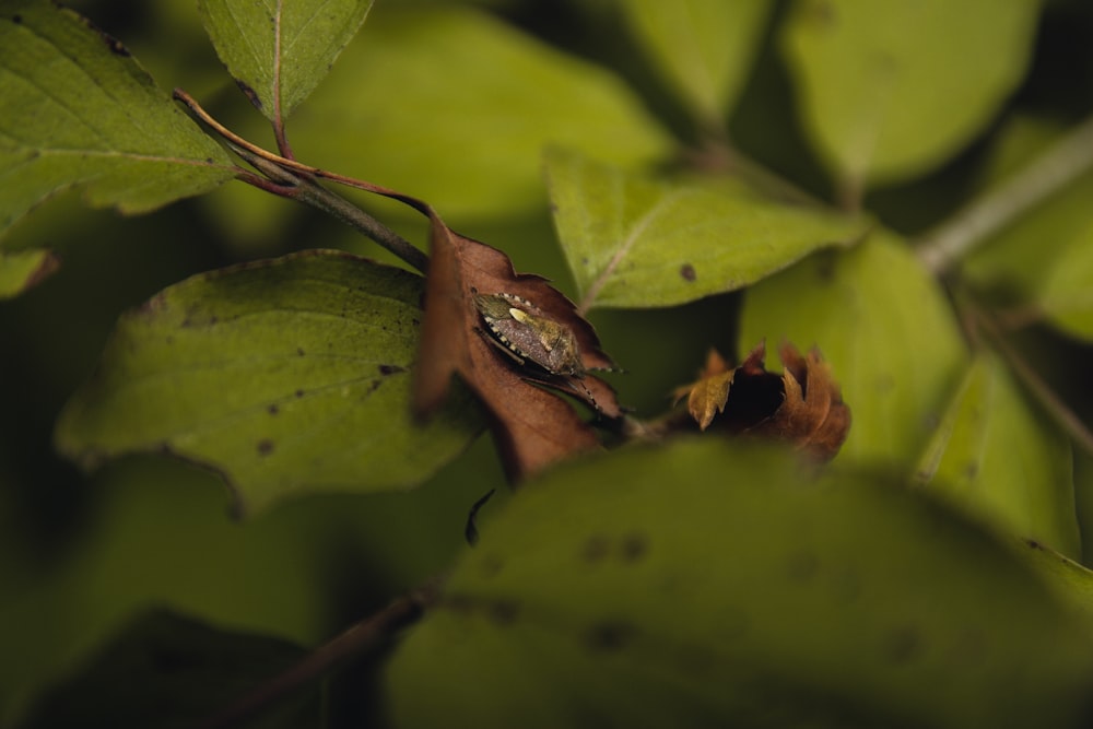 brown frog on green leaves