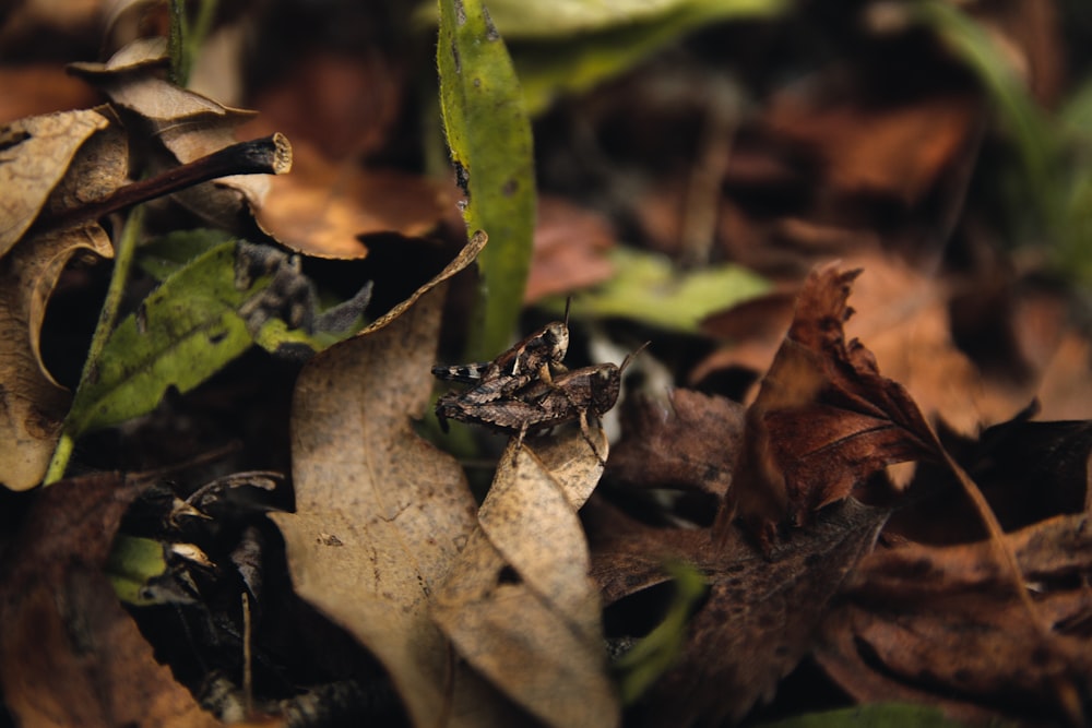 갈색 말린 잎에 흑인과 백인 얼룩덜룩 한 거미