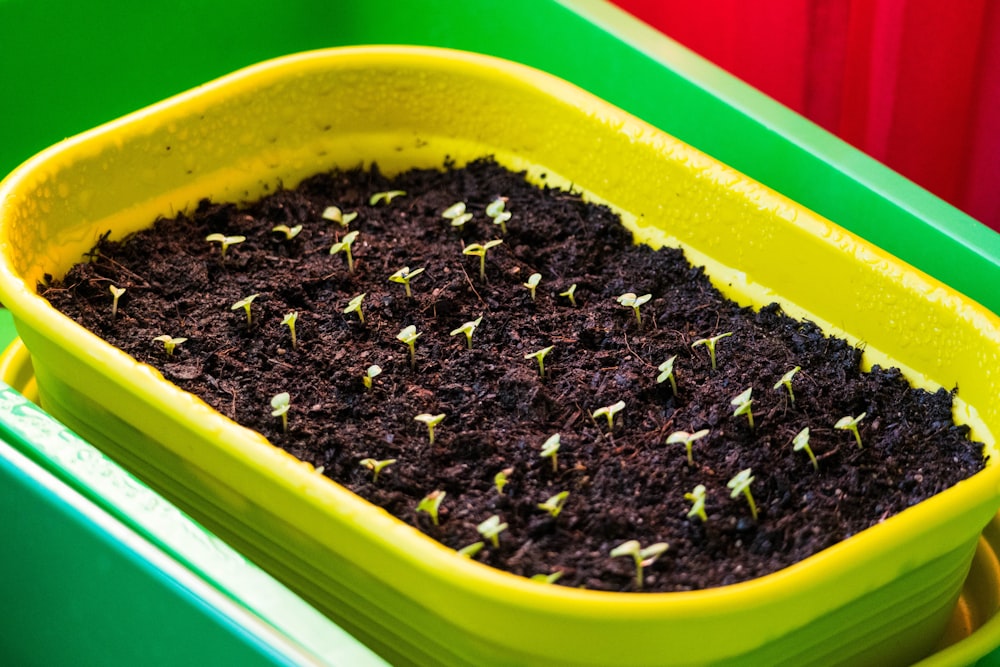 green plastic container with black soil