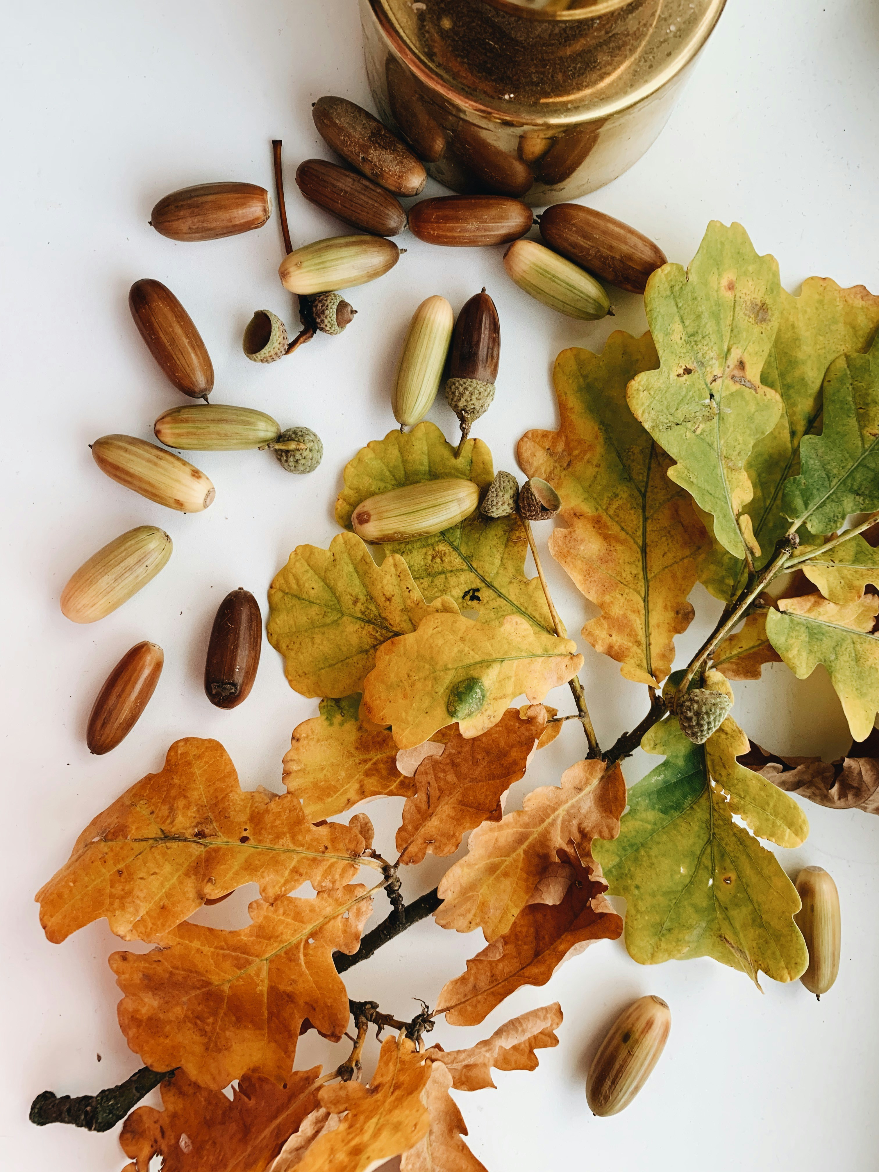 grünes Ahornblatt auf braunen getrockneten Blättern