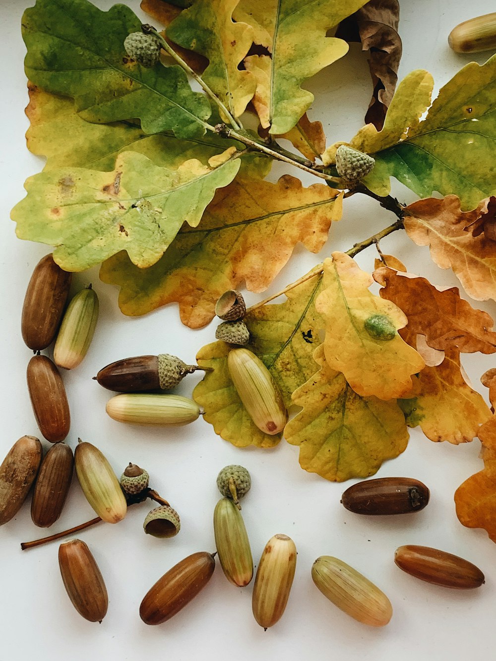 green leaves on brown dried leaves