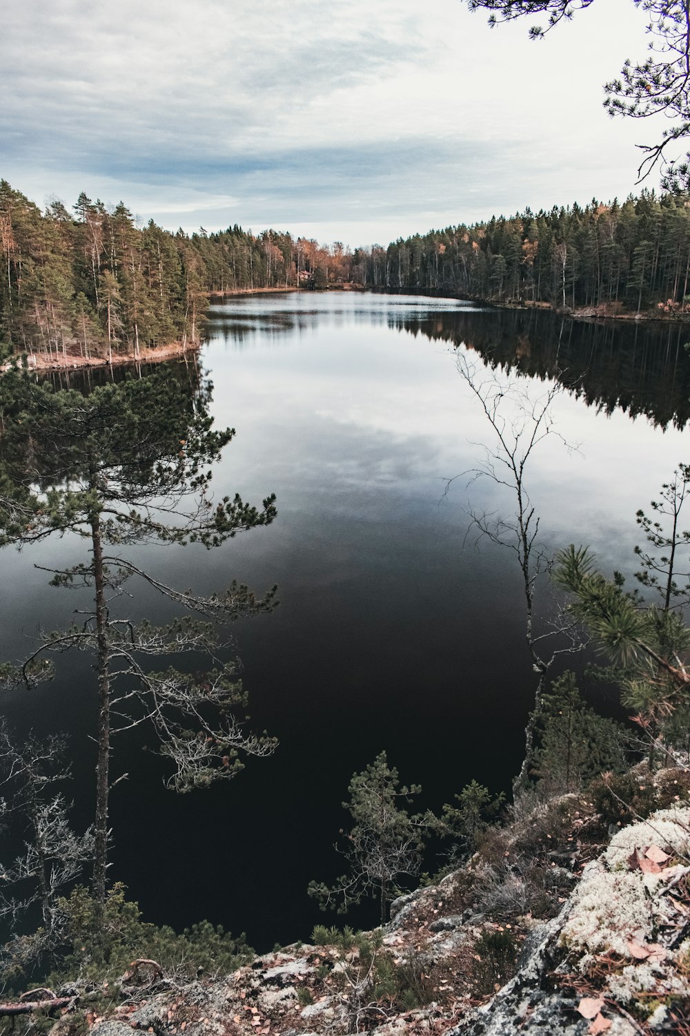 green trees beside lake during daytime