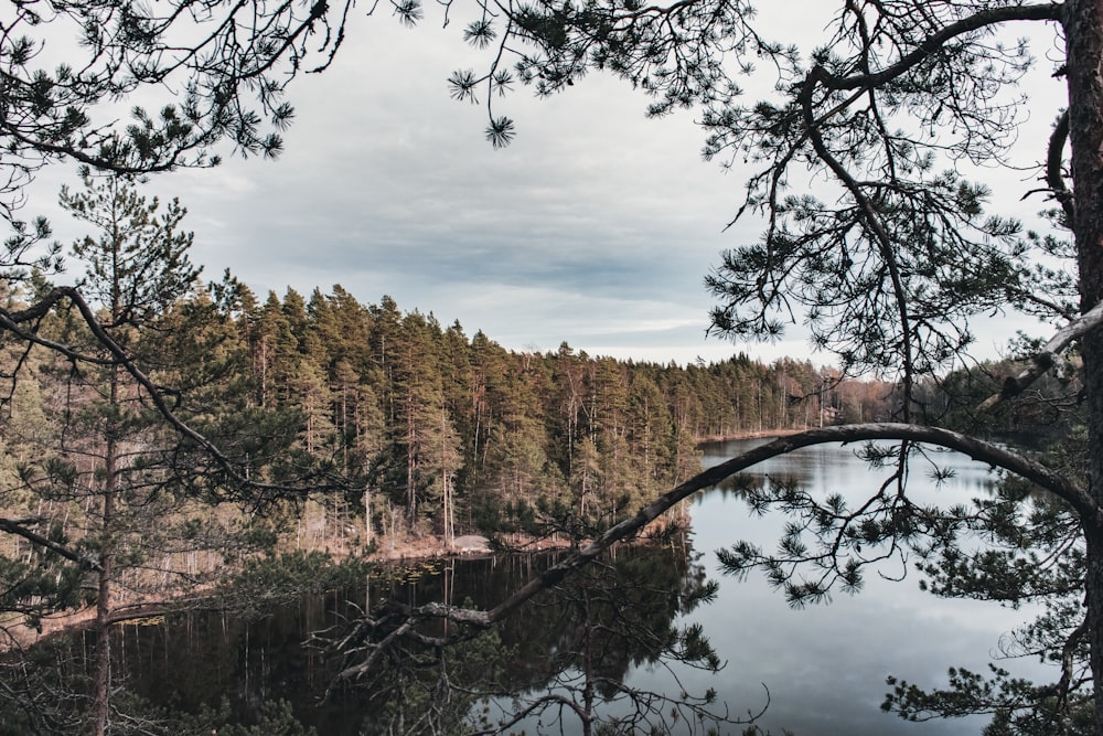 brown trees beside river under cloudy sky during daytime