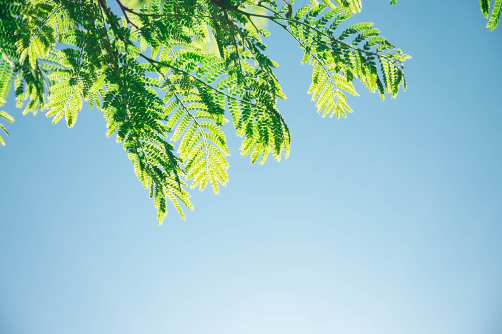 green leaves under white sky