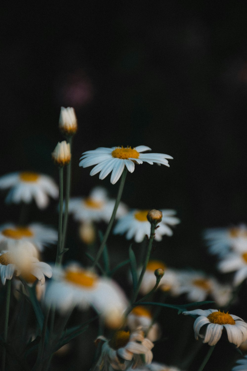 Flores de margarita blanca en flor durante el día