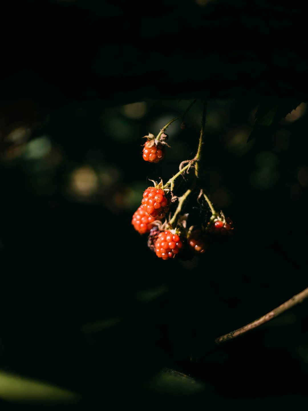 red round fruit on brown tree branch