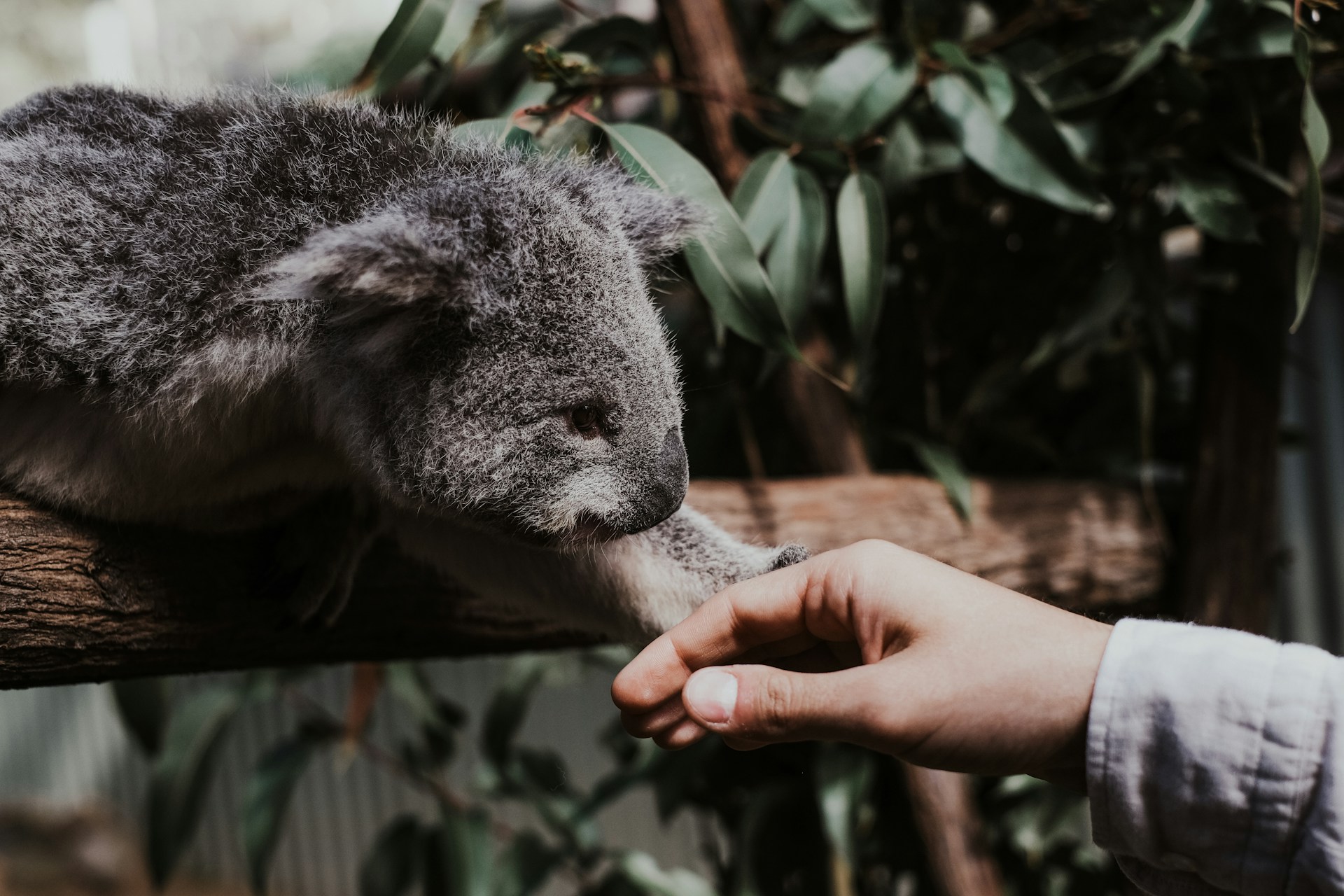 koala bear on tree branch during daytime