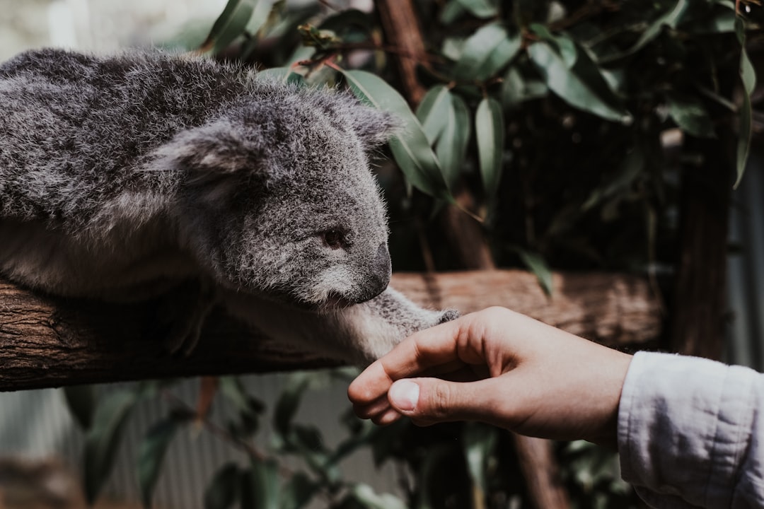 Wildlife photo spot Paradise Country Currumbin Wildlife Sanctuary