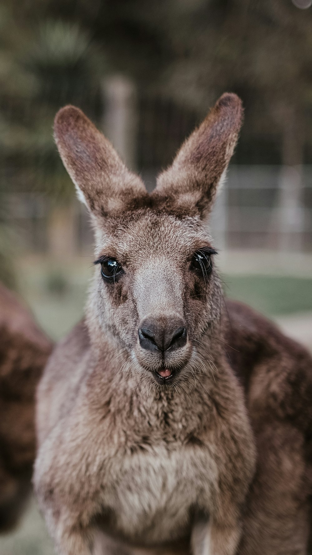 brown kangaroo on green grass field during daytime