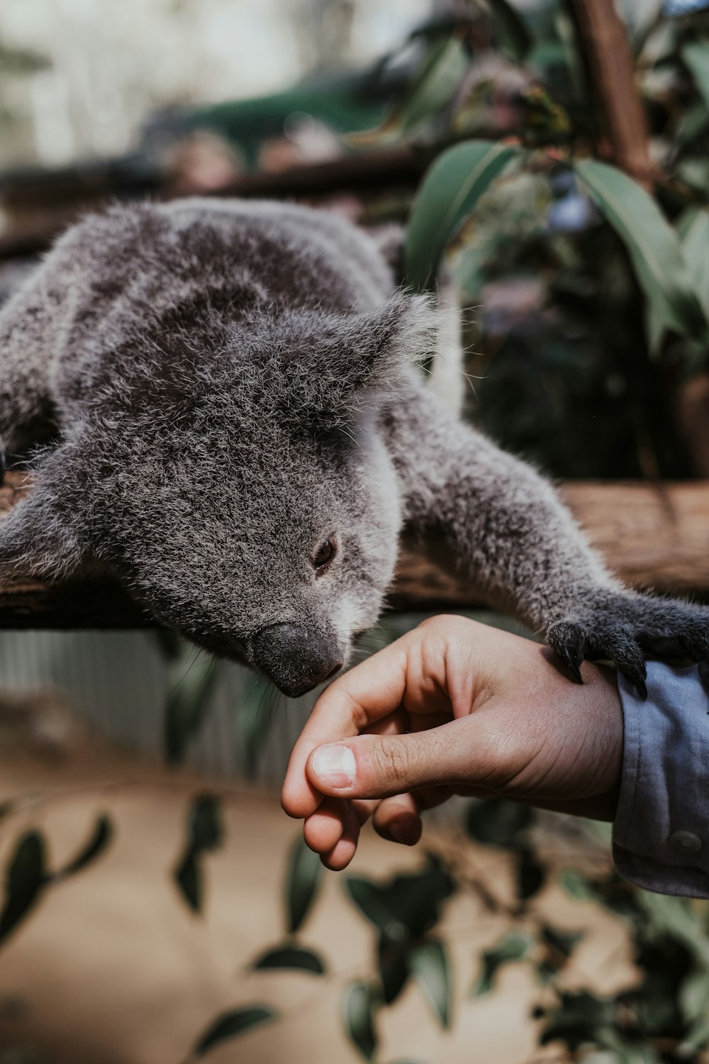 person holding koala bear plush toy