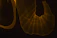 Abstract light painting featuring swirling patterns and curves. The golden-yellow light forms a smooth, flowing shape against a dark background, creating a sense of movement and energy.