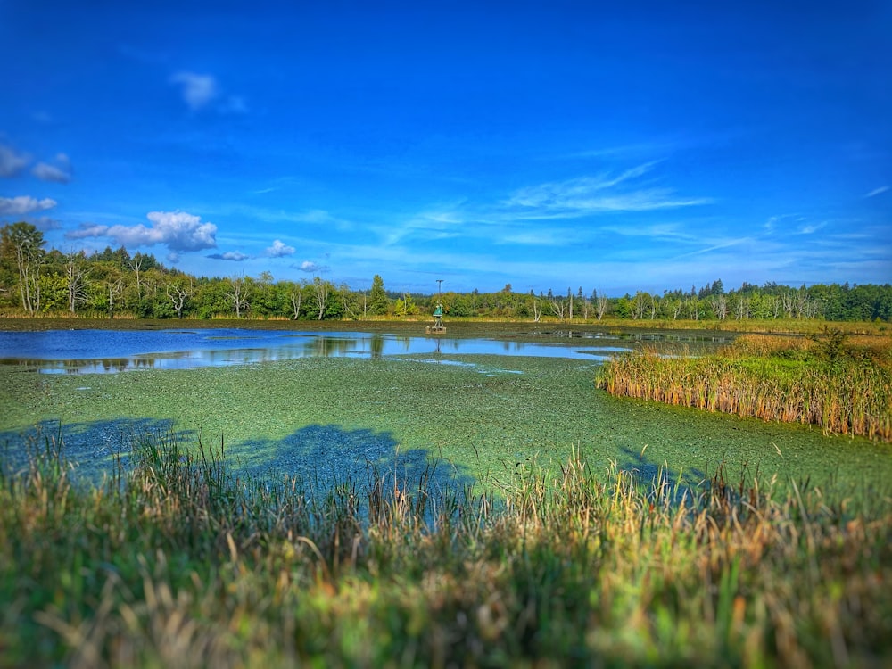 green grass field near lake under blue sky during daytime