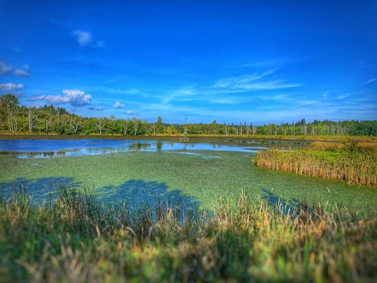 green grass field near lake under blue sky during daytime in Buttertubs Marsh Park Canada