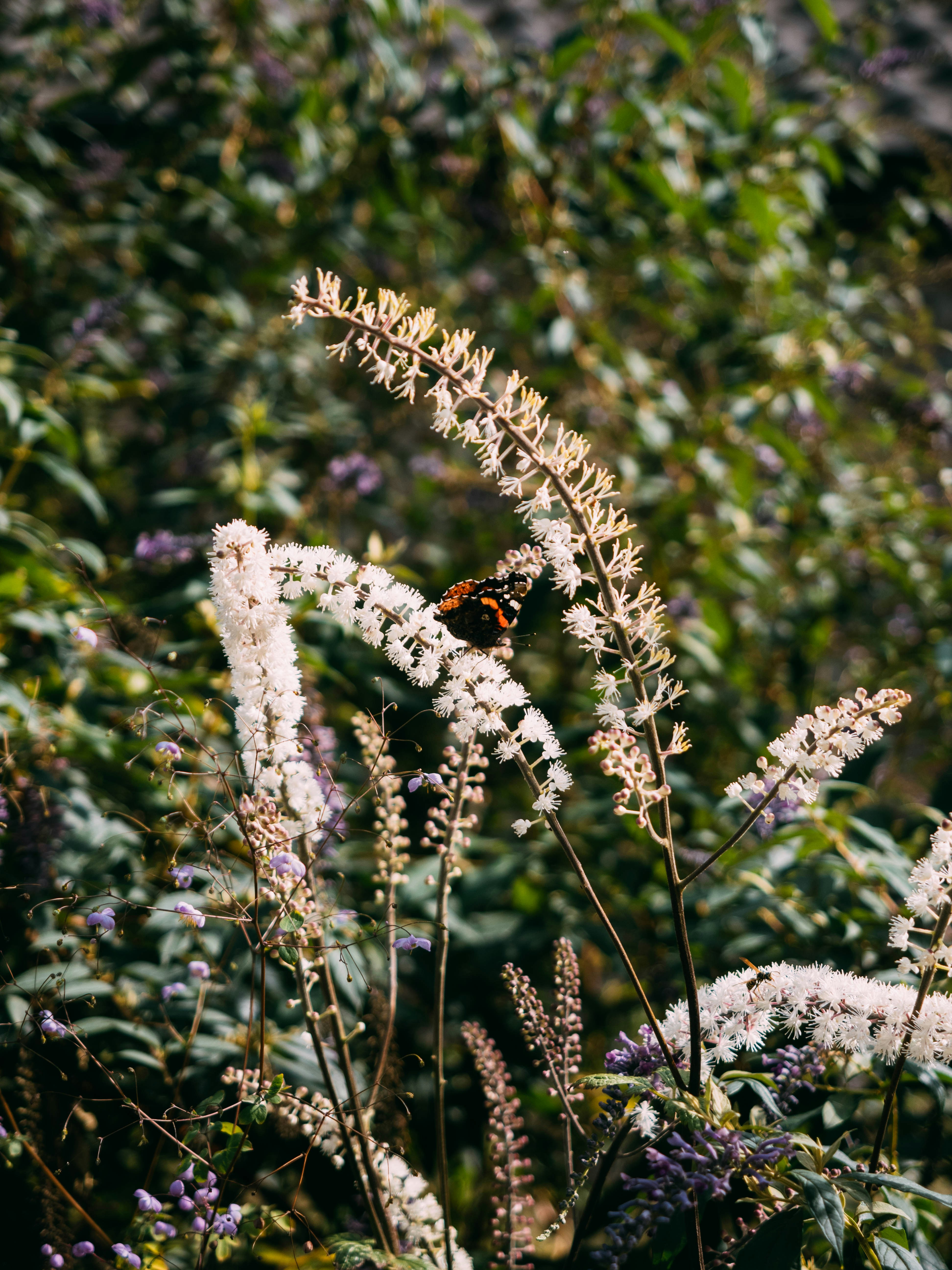 Photo by brechtdenil