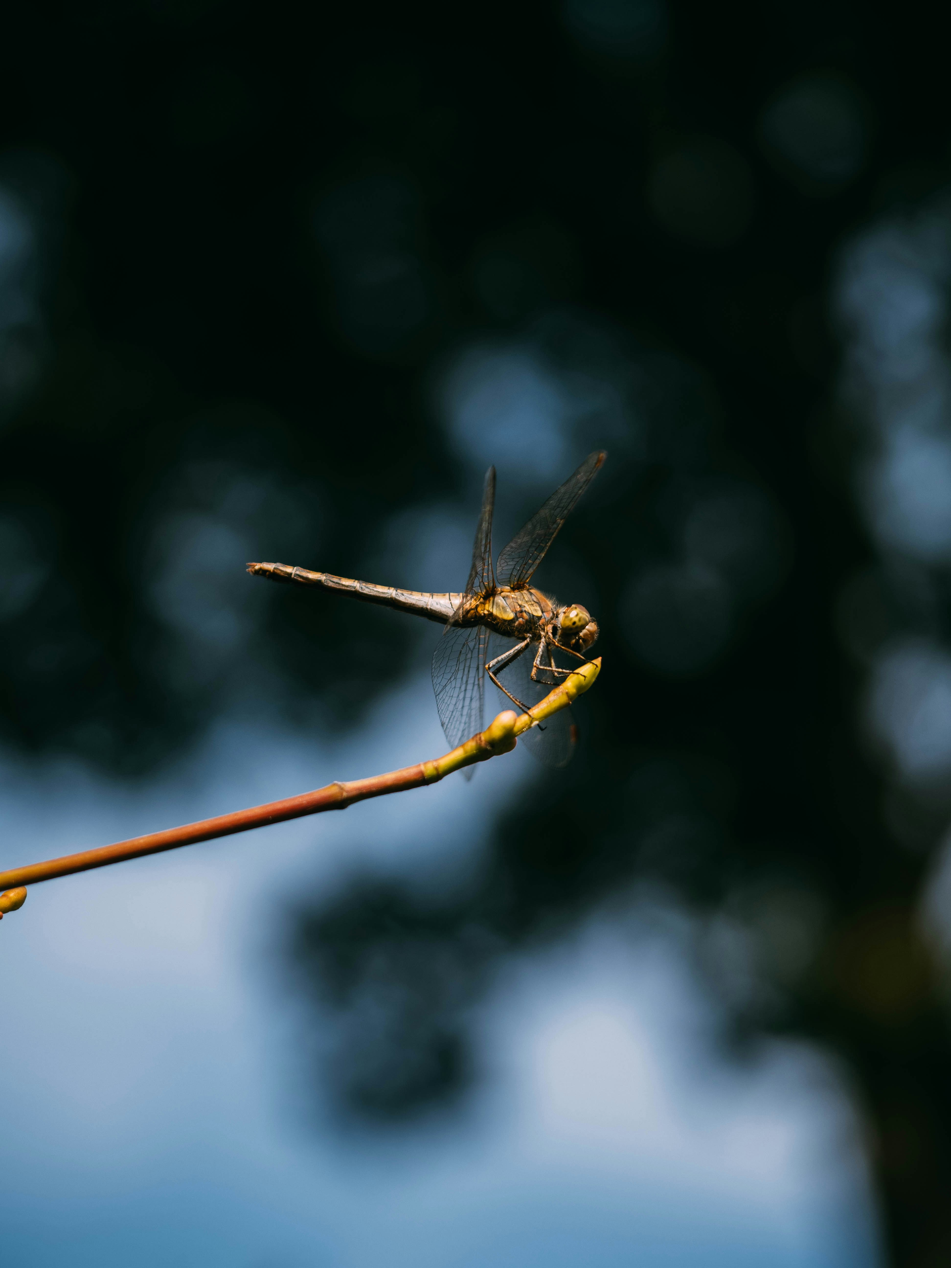 Photo by brechtdenil