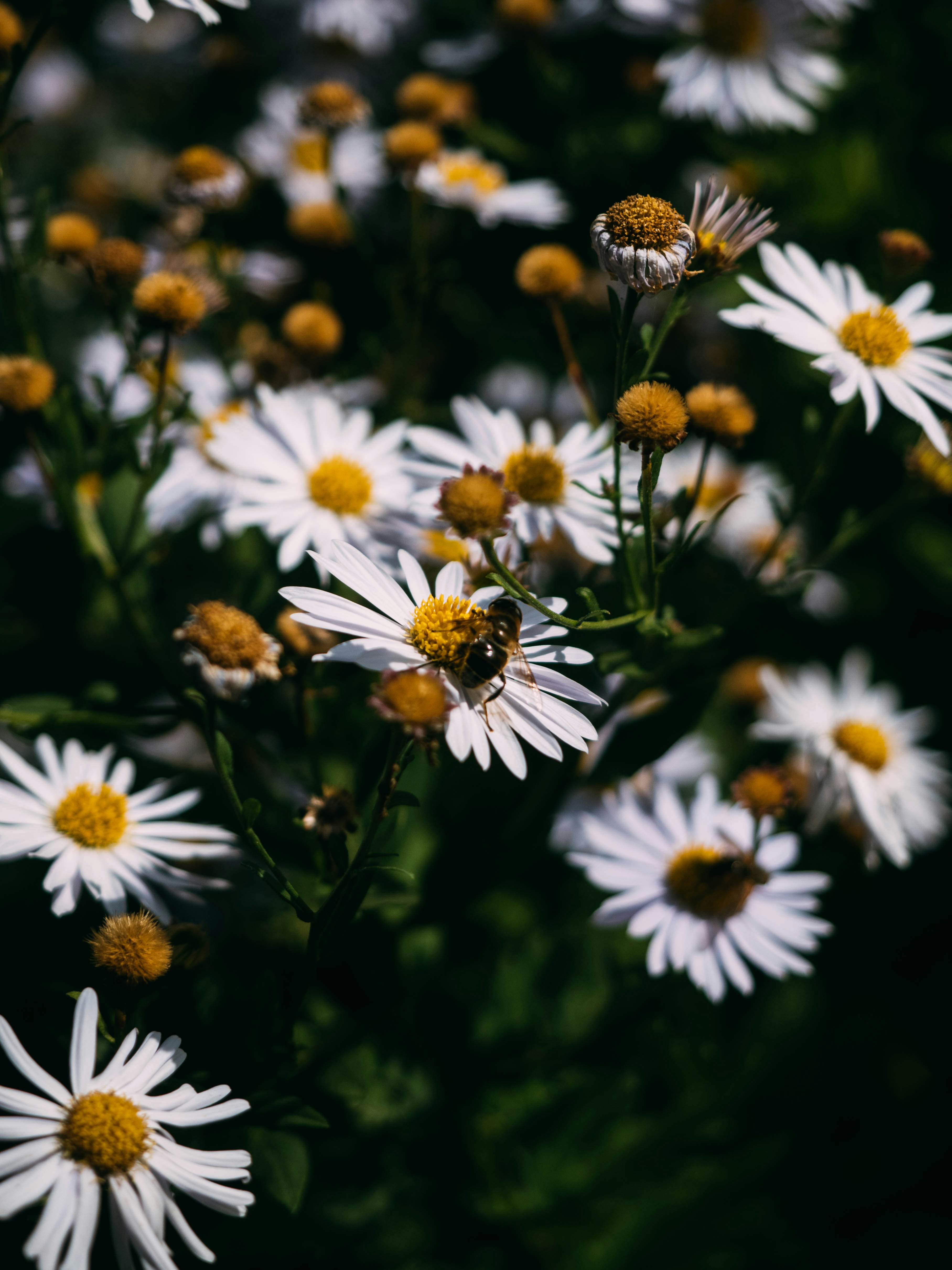 Photo by brechtdenil